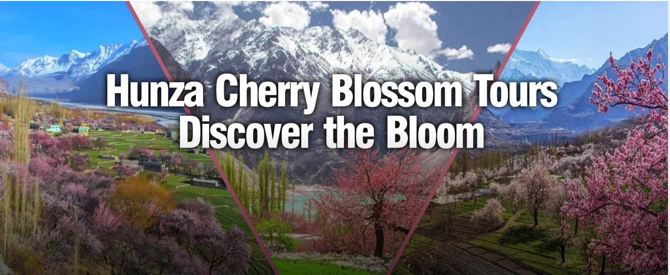 Hunza Apricot & Cherry Blossom Season